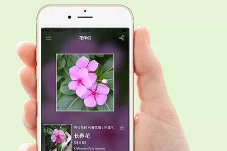 形色app能识别蔬菜吗 形色app能识别多少种植物
