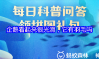 企鹅看起来很光滑，它有羽毛吗