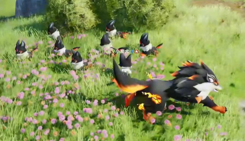 《伊莫》小炭犬介绍(图5)