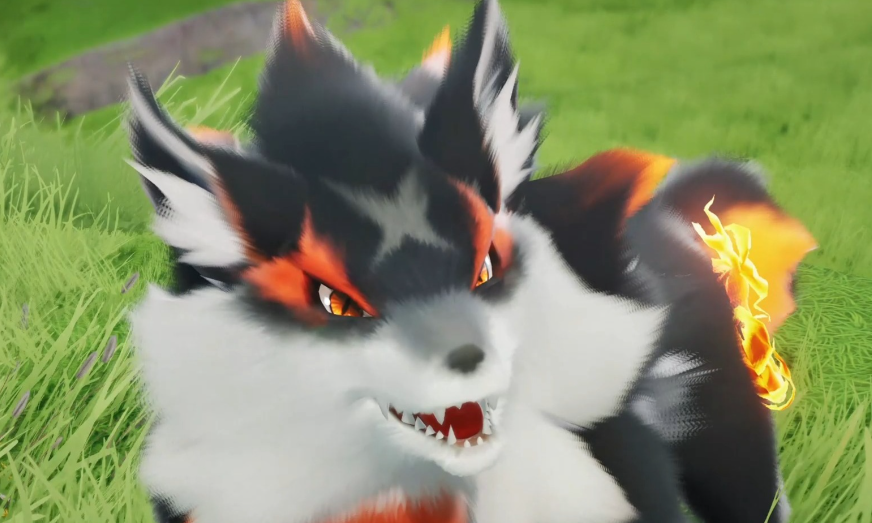 《伊莫》小炭犬介绍(图4)