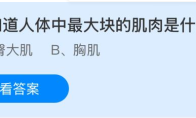 你知道人体中最大块的肌肉是什么吗