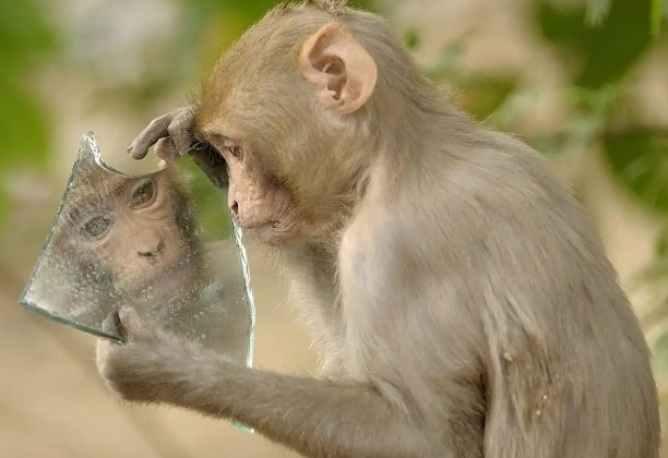 以下符合皇绒猴特征的是(图1)