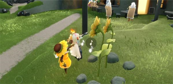 光遇有友节双生向日葵位置分布