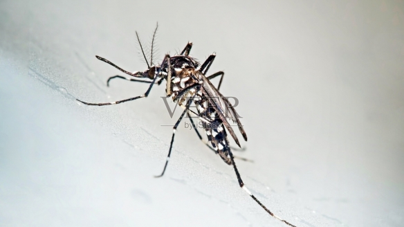 北方地区出现白纹伊蚊 专家提醒防范基孔肯雅热风险(图2)