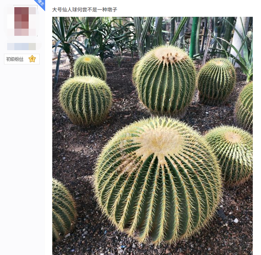 当代网友的新XP竟是站街、不卖、还挡道的石墩子？(图13)