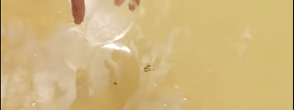 野兽先生号称让200万人喝上纯净水的“Team Water”来了(图4)