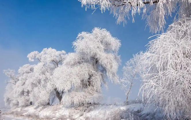 “夜看雾，晨看挂，待到近午看落花”说的是哪种自然景象？