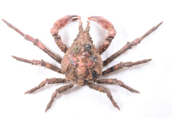 导师互敬蟹的命名是为了纪念谁？