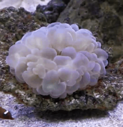 气泡珊瑚通常在什么时间呈现出鼓起来的状态？