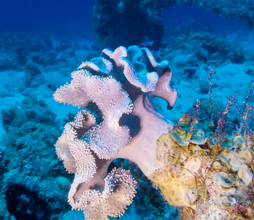 皮革珊瑚属于珊瑚中的哪一类？