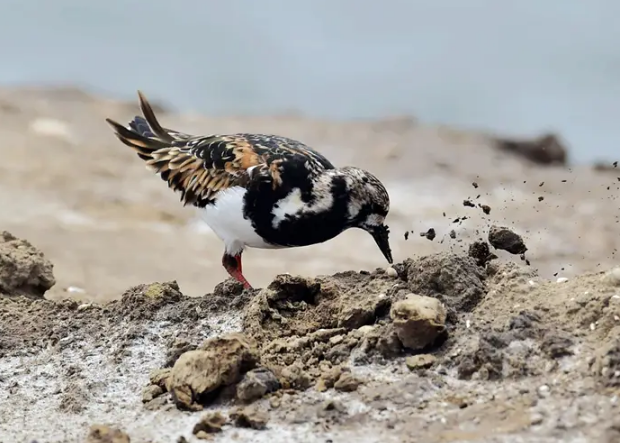 鸟类为什么喜欢吃小石子？