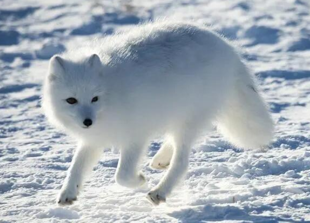 北极狐会选择哪种方式过冬？