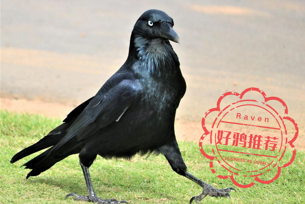 盘点游戏生物2——渡鸦