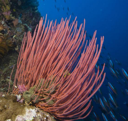 “海鞭”指的是哪种海洋生物？