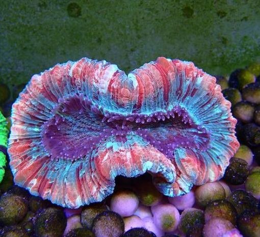 “八字脑珊瑚”因何得名？