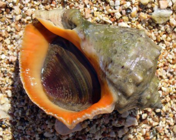 “红里子”是哪种海洋生物的俗称？