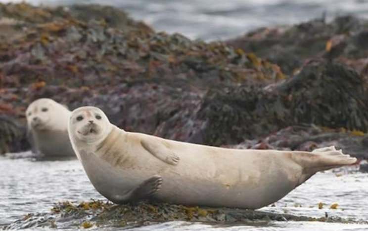 环斑海豹和环海豹是同一种海豹吗？