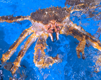 帝王蟹更喜欢哪种海洋环境？