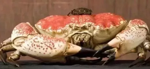 椰子蟹和皇帝蟹，哪种蟹天生就是红色的？