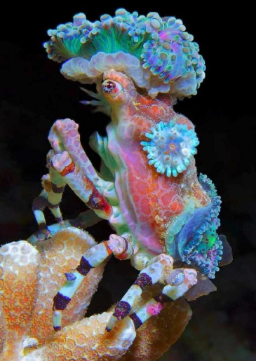 哪种蟹喜欢装扮自己？