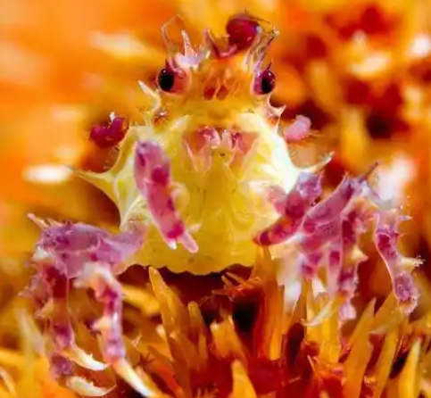 糖果蟹之所以得名是因为什么？