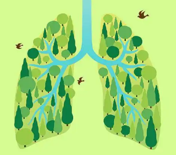 哪种生态环境被称为“地球之肺”？