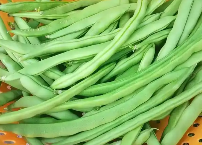 吃了没煮熟的四季豆会食物中毒吗？