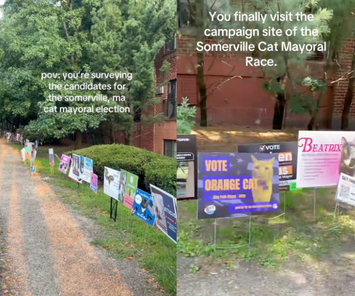 鸟、狗、猫和蛇们，正在美国竞选“市长”(图10)