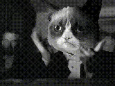 鸟、狗、猫和蛇们，正在美国竞选“市长”(图12)