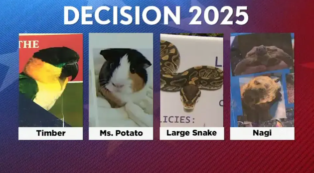 鸟、狗、猫和蛇们，正在美国竞选“市长”(图6)