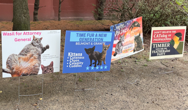 鸟、狗、猫和蛇们，正在美国竞选“市长”(图1)