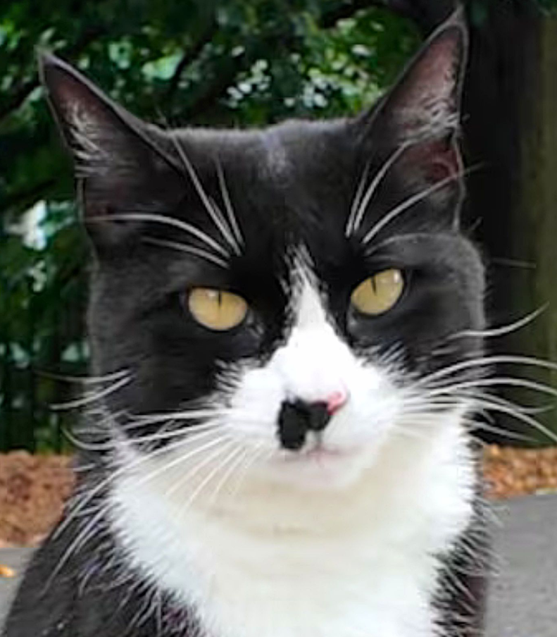 鸟、狗、猫和蛇们，正在美国竞选“市长”(图4)