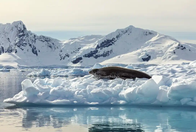 南极更冷还是北极更冷？