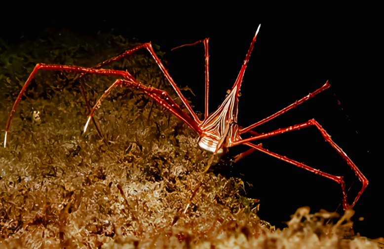 哪种蟹有着长长的腿、尖尖的头和囧囧的脸？