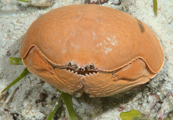 “害羞蟹”指的是馒头蟹还是蜘蛛蟹？