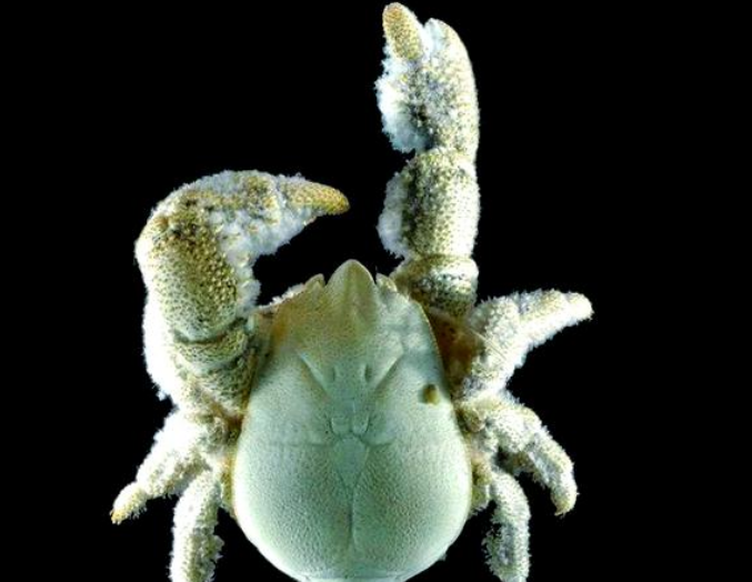 哪种蟹会养殖细菌？