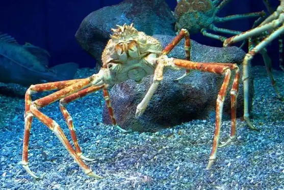 哪种蟹是巨螯蟹属现存唯一的品种？