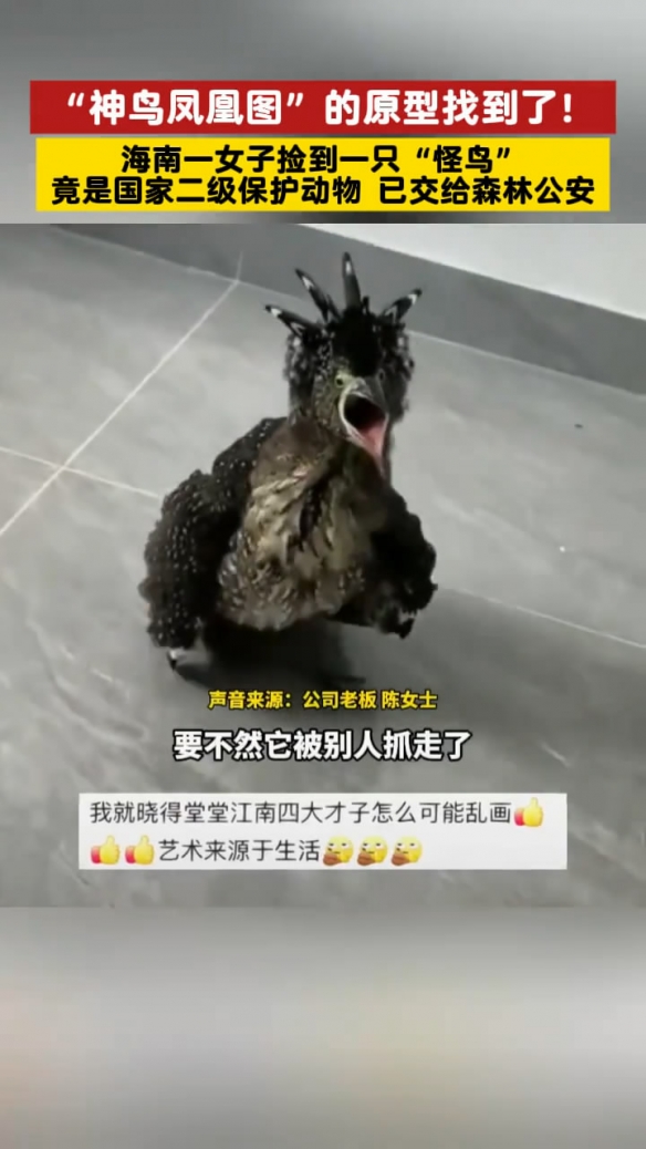 海南女子竟捡到了《唐伯虎点秋香》中的“神鸟凤凰”(图4)