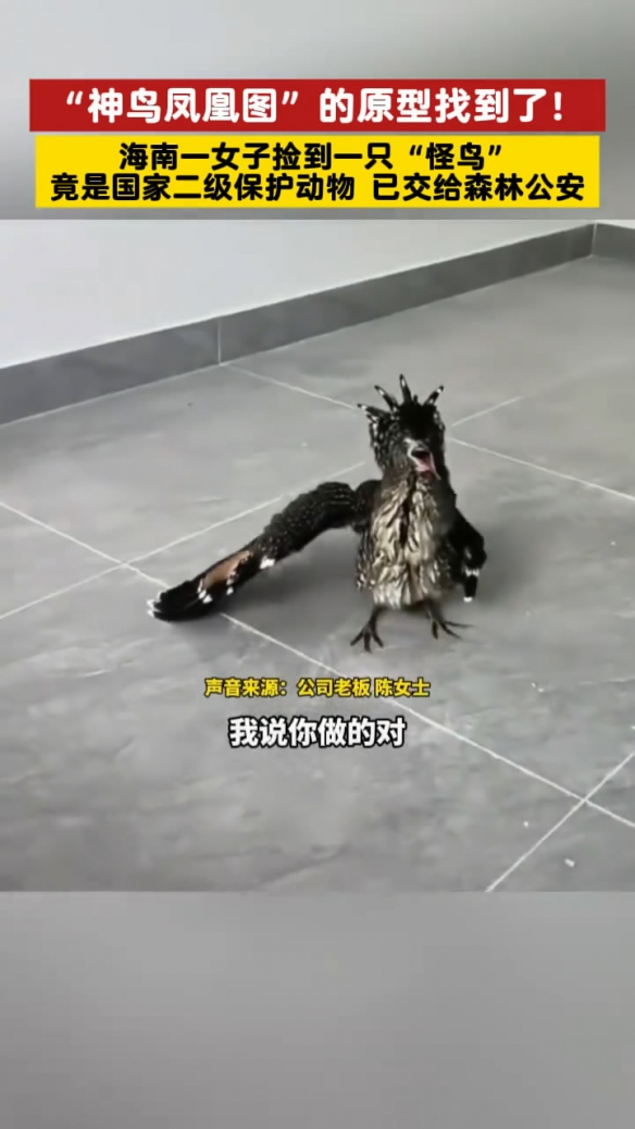 海南女子竟捡到了《唐伯虎点秋香》中的“神鸟凤凰”(图6)