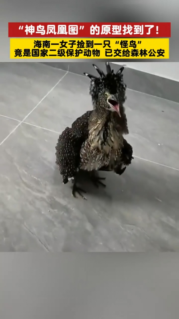海南女子竟捡到了《唐伯虎点秋香》中的“神鸟凤凰”(图1)