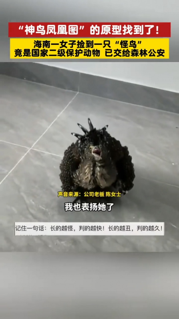 海南女子竟捡到了《唐伯虎点秋香》中的“神鸟凤凰”(图5)