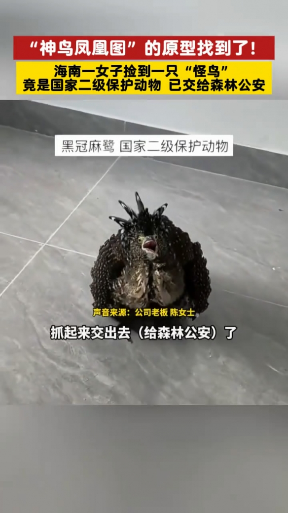 海南女子竟捡到了《唐伯虎点秋香》中的“神鸟凤凰”(图3)