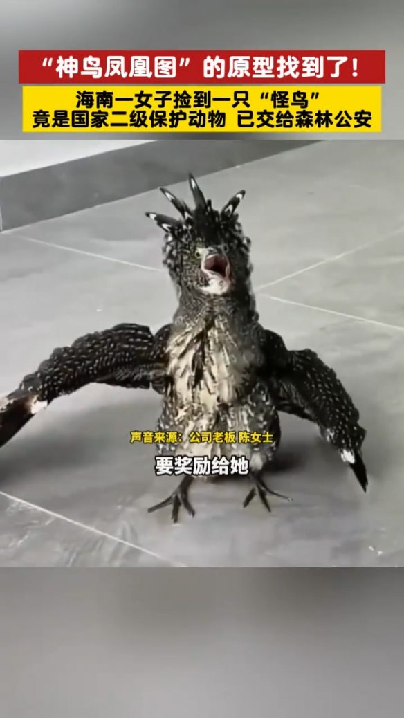 海南女子竟捡到了《唐伯虎点秋香》中的“神鸟凤凰”(图7)