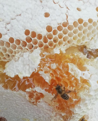 “给蜂蜜打分”是哪种职业的主要工作？