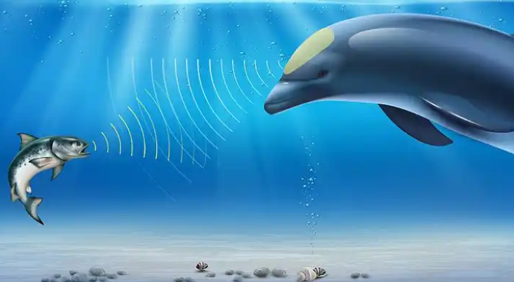 海豚的声呐系统位于哪里？
