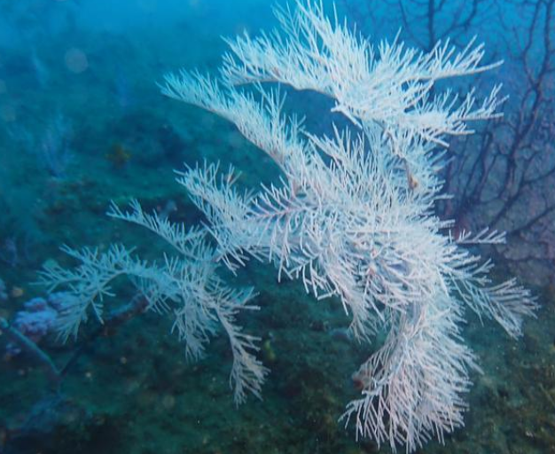 “海柳”通常指的是黑角珊瑚还是海胆？