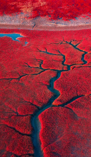 海岸线上的“红海滩”是红藻形成的海滩吗？