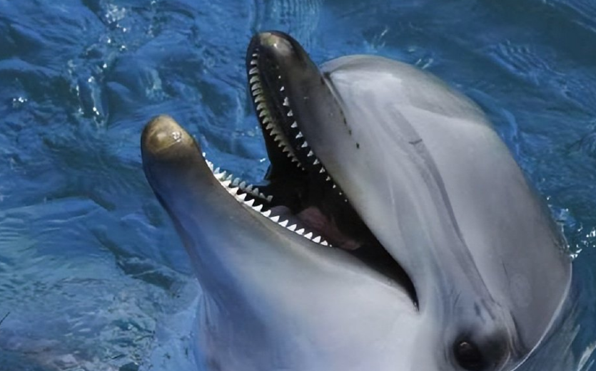 海豚有牙齿吗？