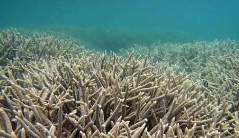 海洋酸化主要是由哪种气体引起的？