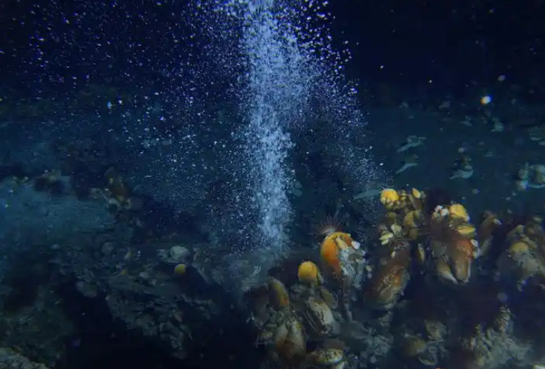 南海的“海马冷泉”因何而得名？